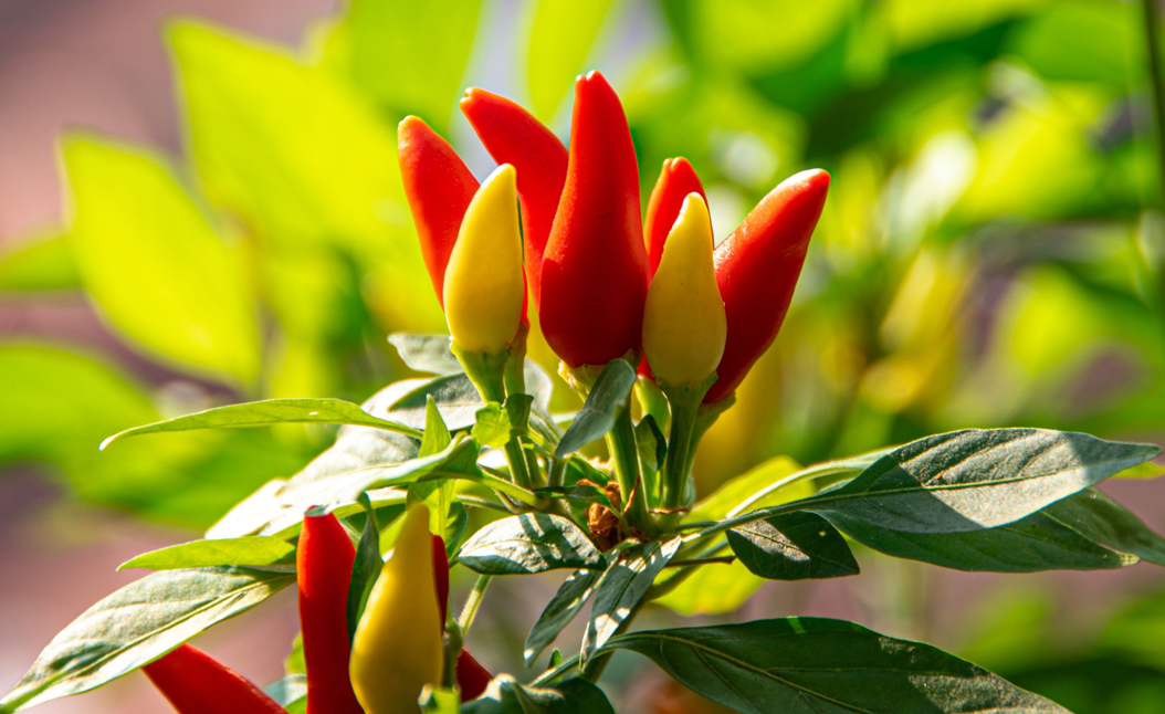 Chillies