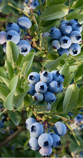 blueb